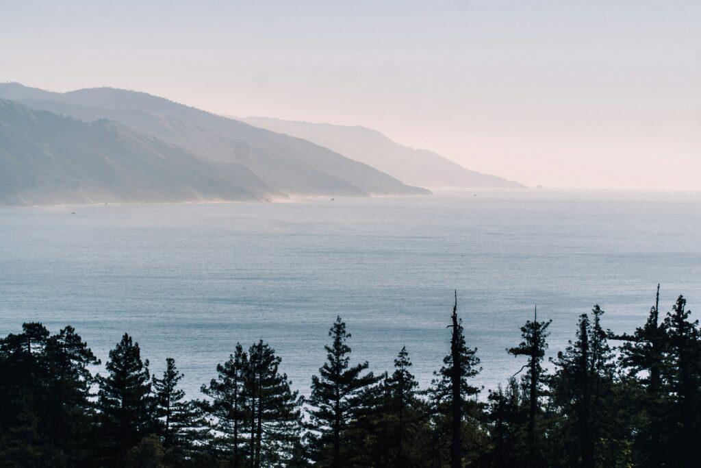 Fog over a wide bay seen through dark evergreen trees