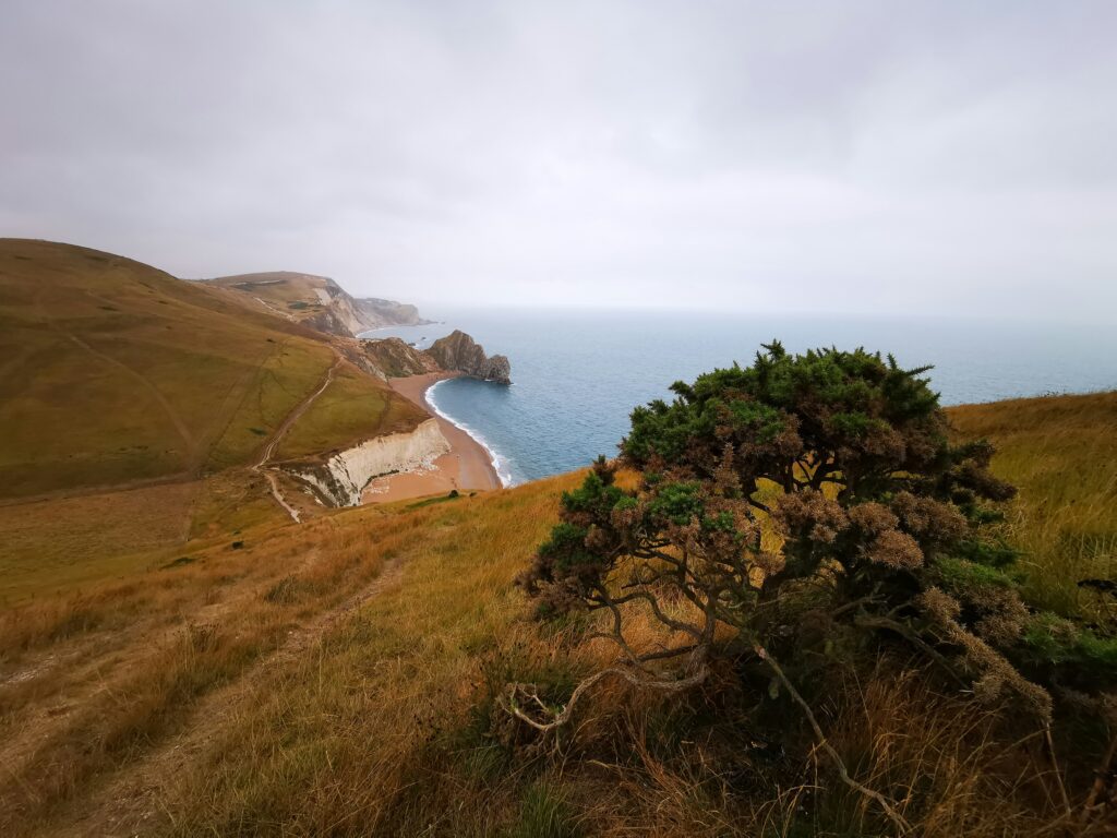 Windswept coastal hillside with a gnarled tree overlooking a distant beach
